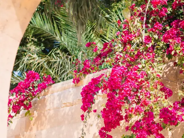 Pink bougainvillea spilling over a sunlit stone garden wall